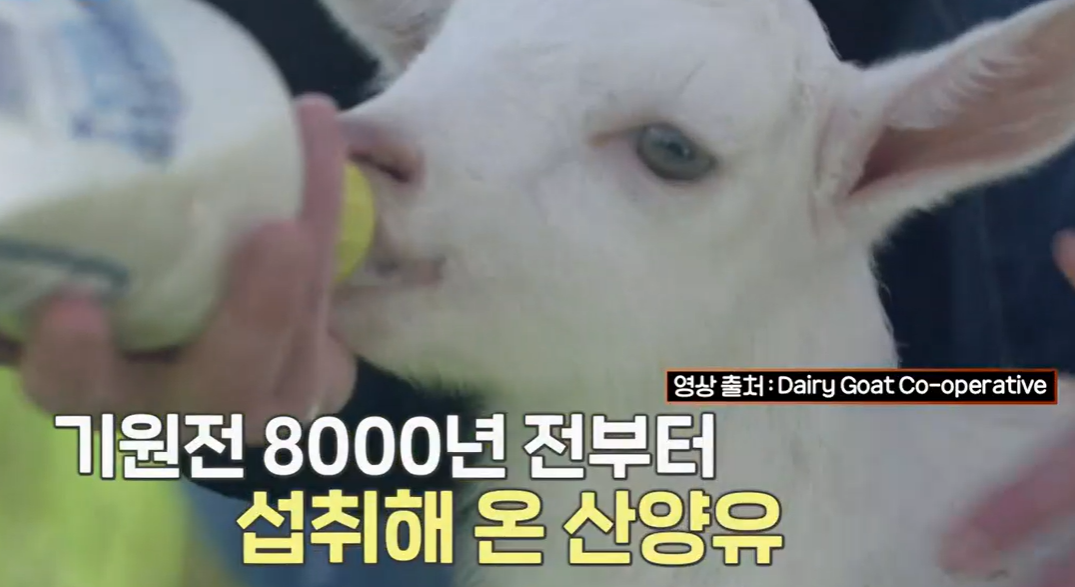 산양유 단백질