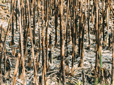 2025 산불 피해 보상 신청 방법