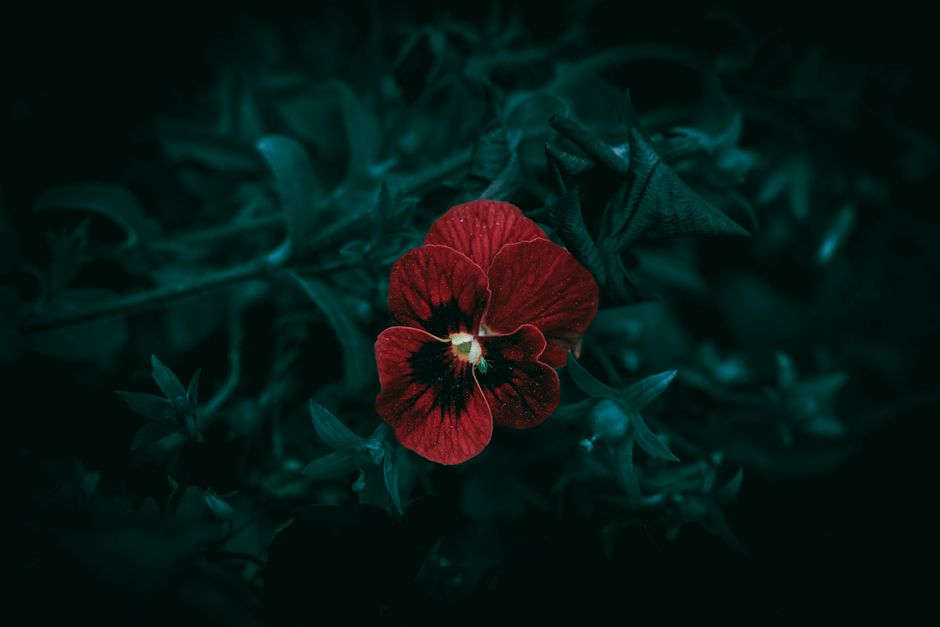 A close-up of a deep red pansy flower against dark green foliage.