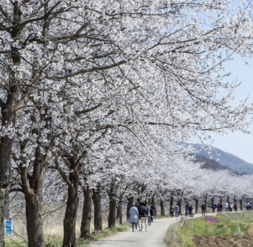 파주벚꽃명소