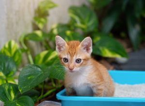 화장실에서 자세를 취하는 고양이