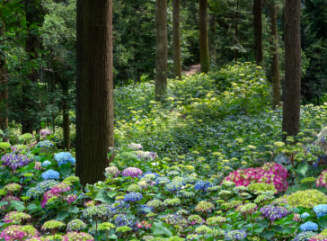 전라도 수국명소 추천 7곳, 수국이 만개한 아름다운 여름을 걷다