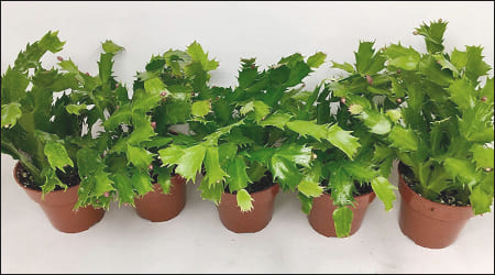 게발선인장 화분들이 줄지어 서 있는 모습