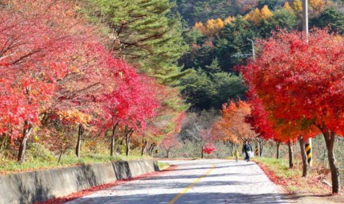 2025 월악산 단풍 절정 시기! 가을 명소 & 등산 코스 완벽 정리