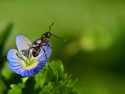 개미를 죽이는 꿈 해몽 꿈해석 의미 풀이
