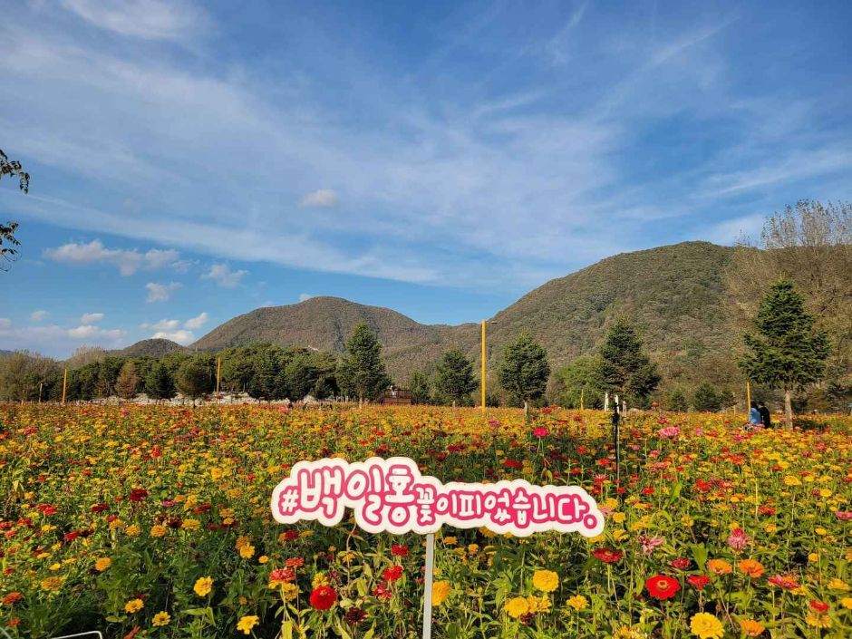 자라섬 꽃 페스타 2025