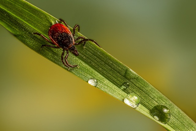쯔쯔가무시병 쓰쓰가무시병증상 유행성출혈열