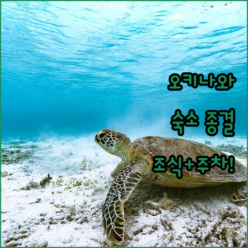 실패 없는 오키나와 여행 숙소 추천 ..