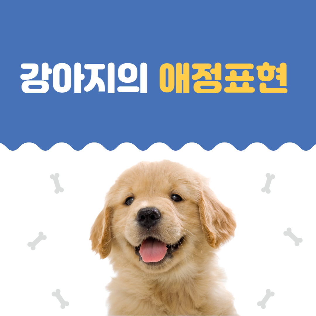강아지애정표현