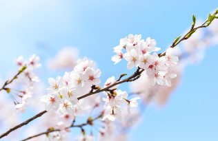 화담숲 예약 4