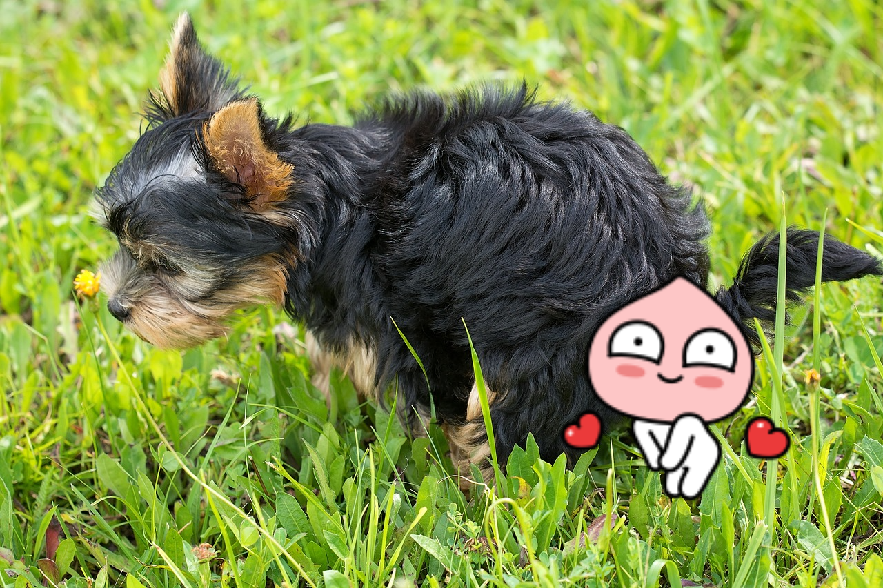 애견카페 애견동반식당 반려견 반려동물 입장 소형견 대형견 반려인 에티켓 수칙 준비물 매너 똥 배변 중성화 간식