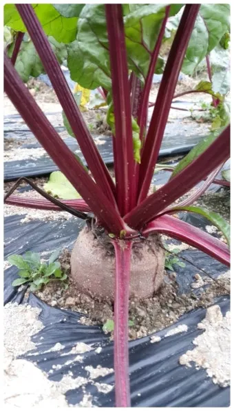 비트 재배 씨앗 불리기 발아 촉진 솎아 내기_11