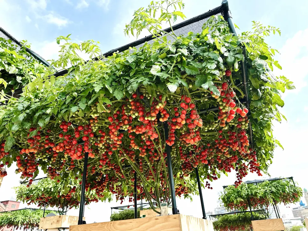 토마토 나무에 열린 토마토 사진