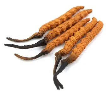 약용식물 동충하초 자연의 신비 건강 효능과 활용_26