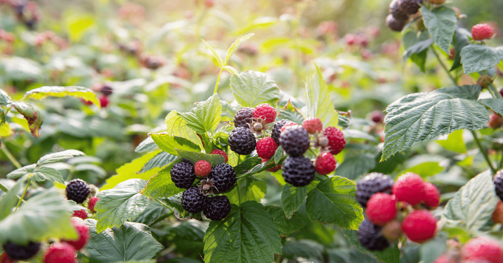 복분자수확시기