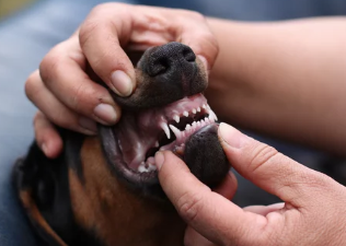 도베르만 핀셔 사진/ 출처:어도비스톡
