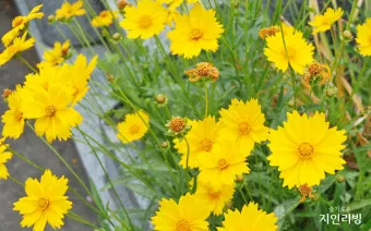 함안 악양생태공원 금계국 개화 시기와 사진 촬영 팁_10