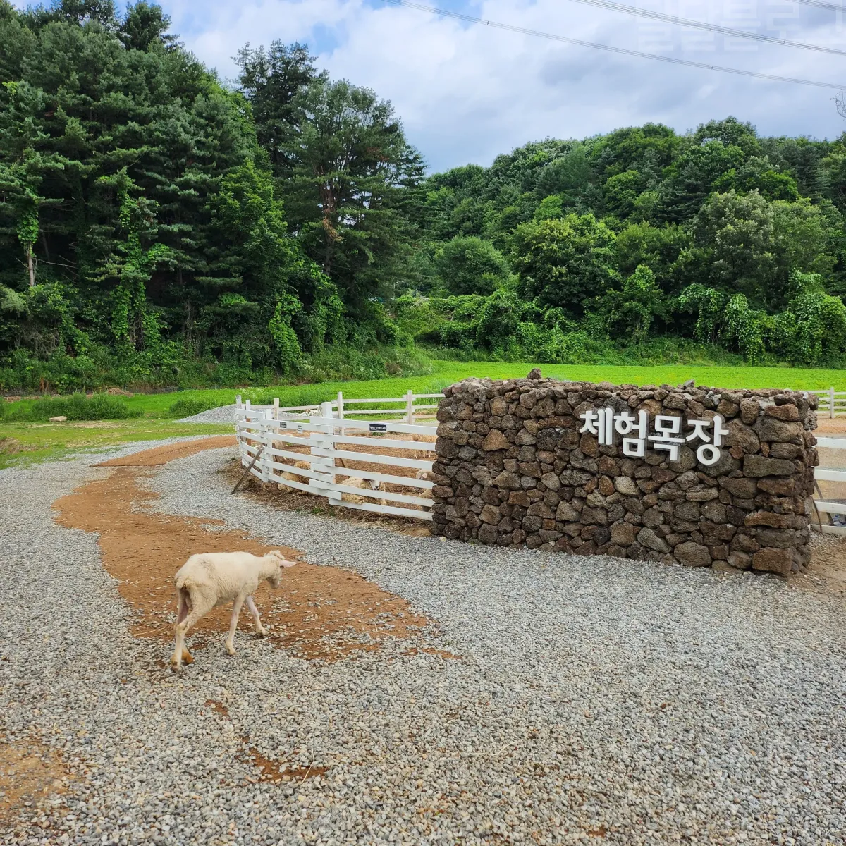 가평-양떼목장-체험목장