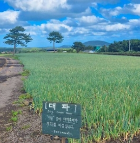 보롬왓 대파축제 2025