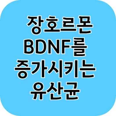 장호르몬 BDNF를 증가시키는 유산균