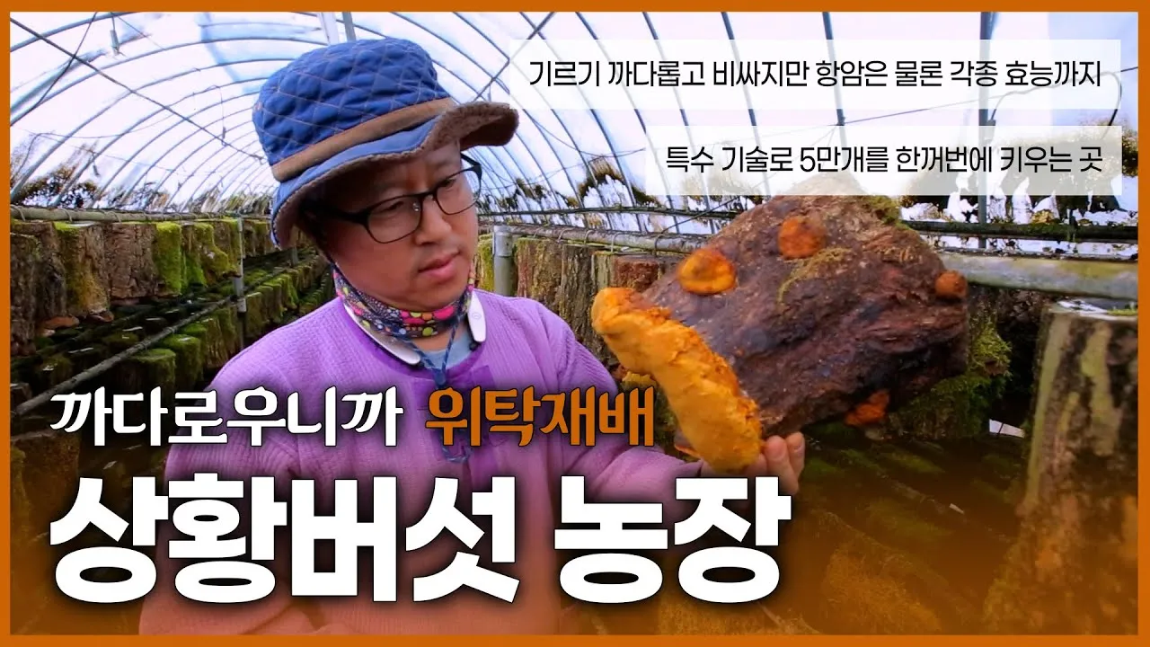 상황버섯 재배 톱밥 배지 균사 배양 환기 관리_3