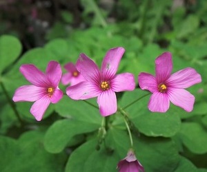 겨울꽃 옥살리스