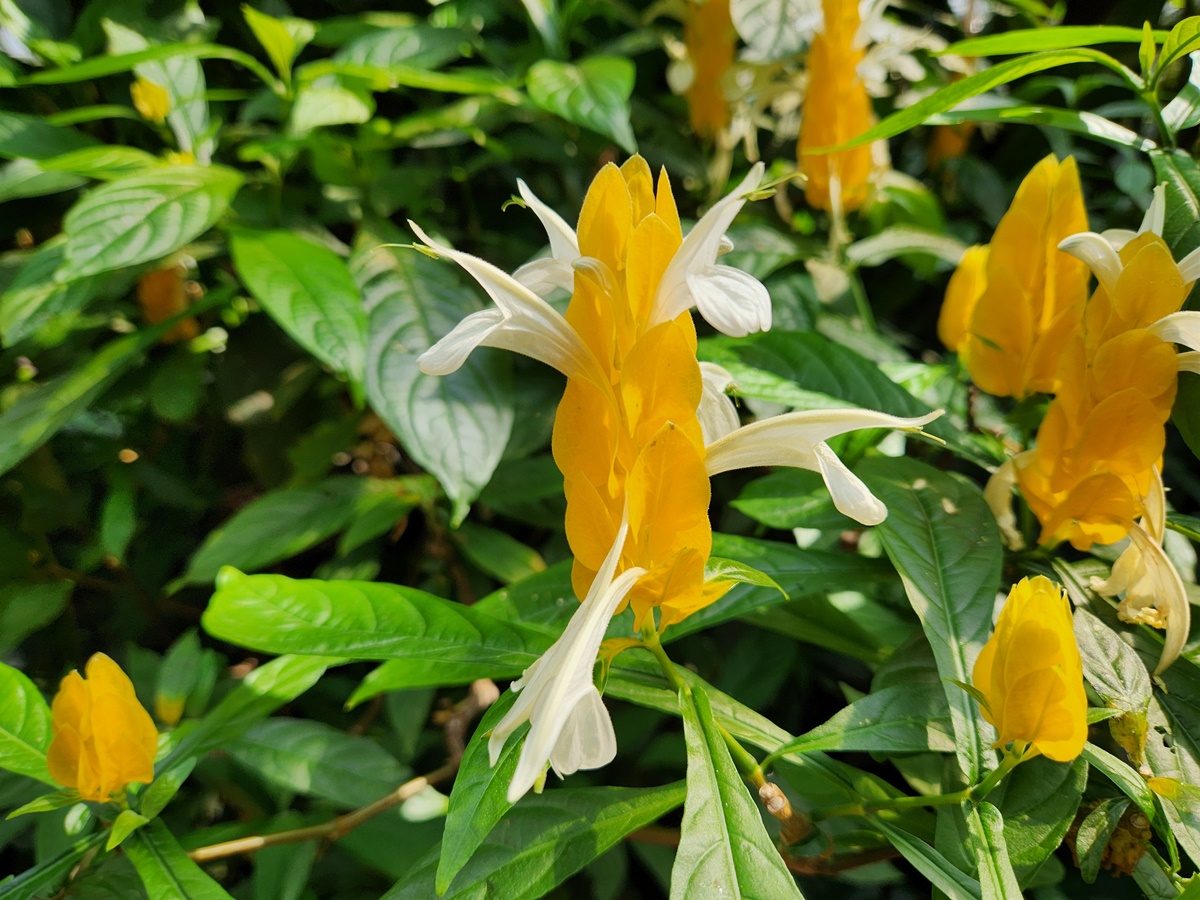 노랑새우풀(황금새우꽃)