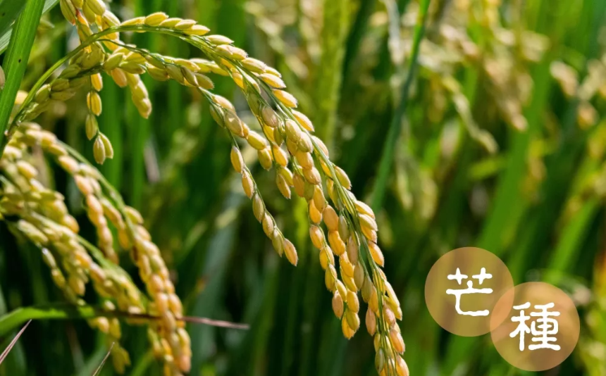 계절의 변화를 세분화한 24 절기 중 '망종' 이해하기