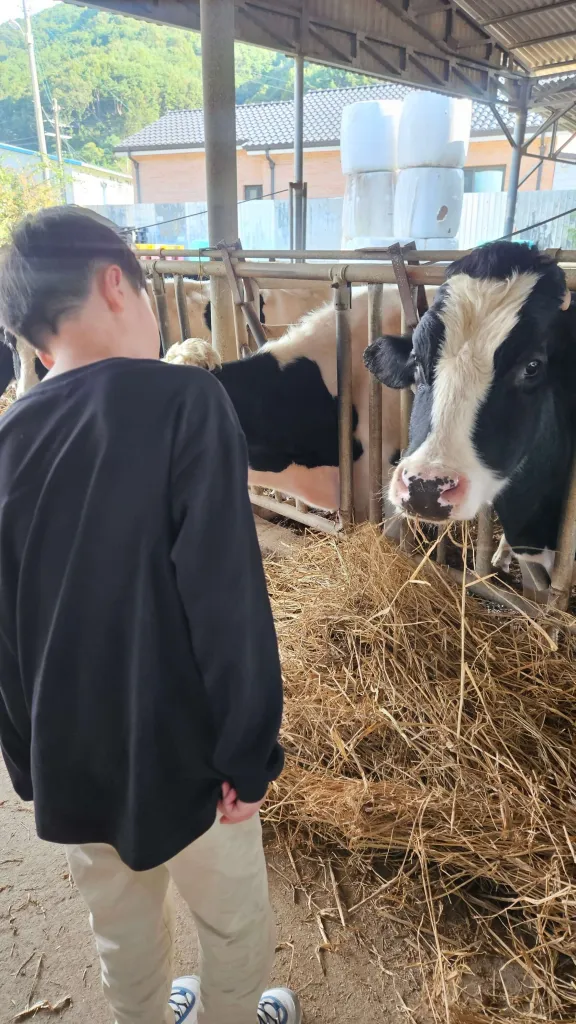 마치 소와 소통하고 있는 듯한 모습