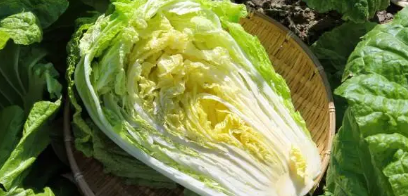 배추겉절이, 배추 겉절이 만드는 법