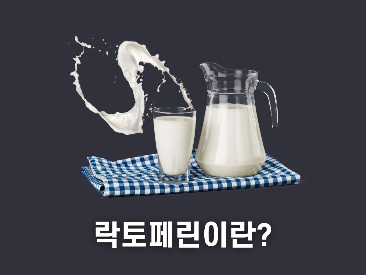 락토페린이란