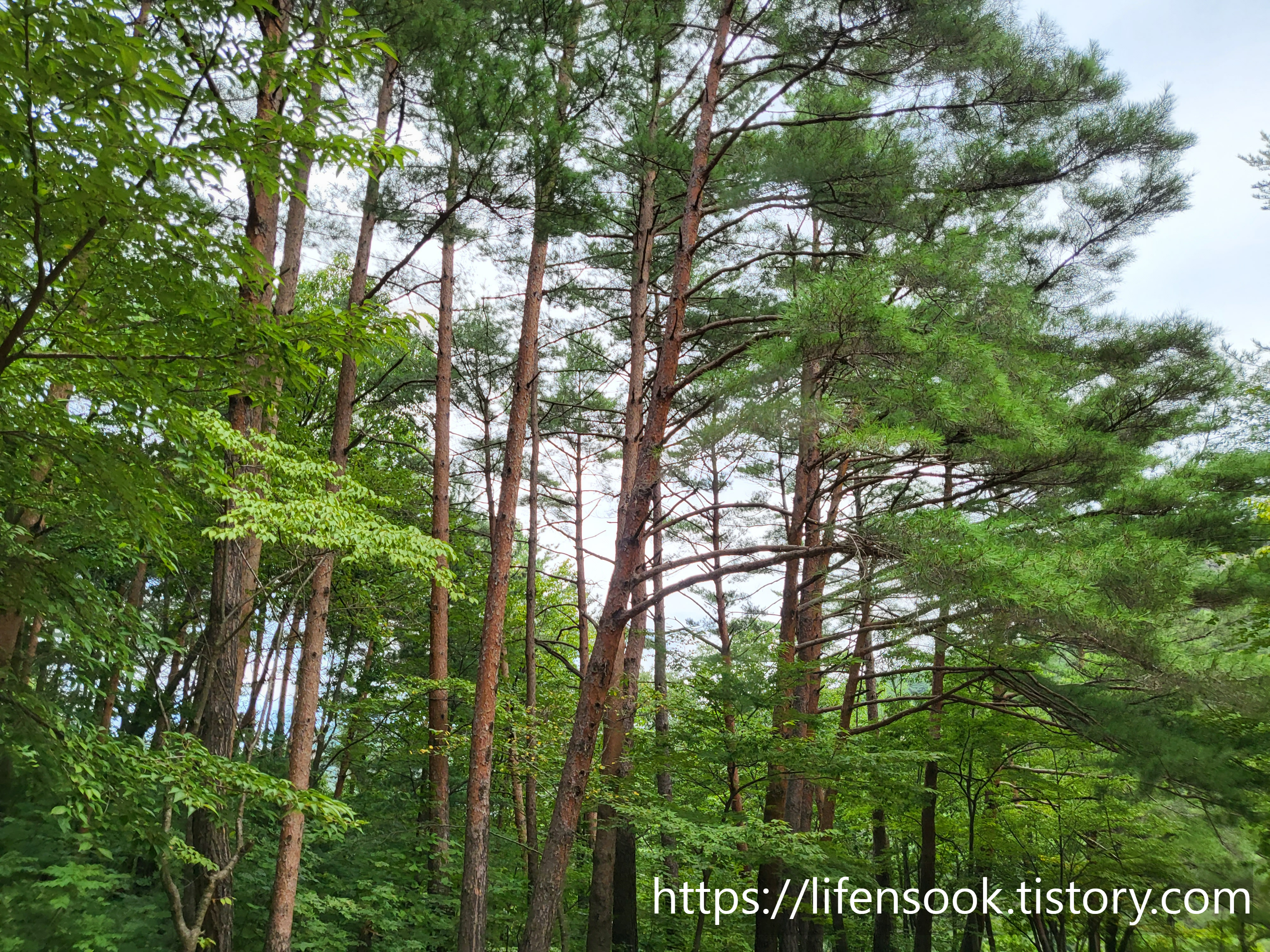 불영사 가는 길 소나무 2