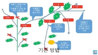 참외 순치기 순지르기 방법과 그림으로 쉽게 정리_3
