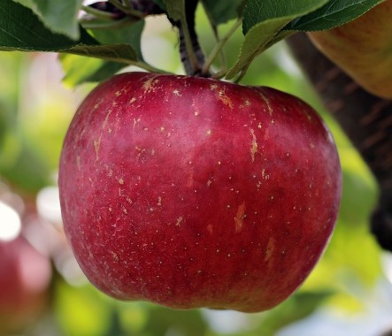 감기에 좋은 과일