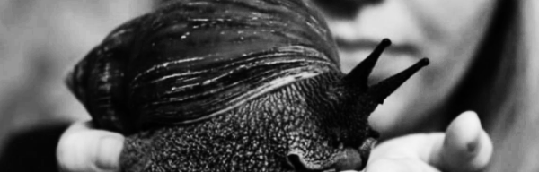 달팽이 키우는 법