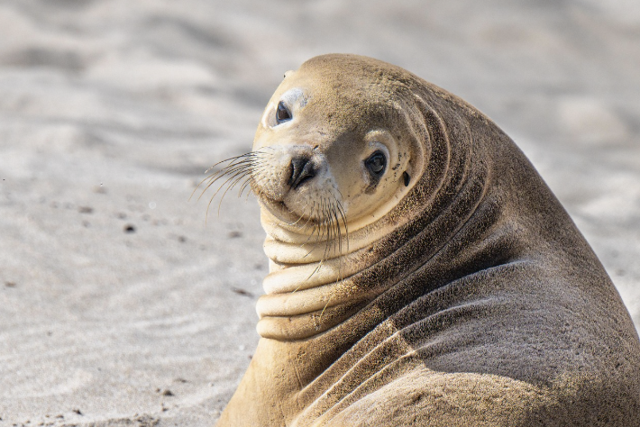 야생 동식물 서식지 변화 &ndash; 멸종 위기종 증가 및 생태계 변화