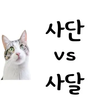 사단 사달 뜻 맞춤법 맞는 표현 사단이 났다_10