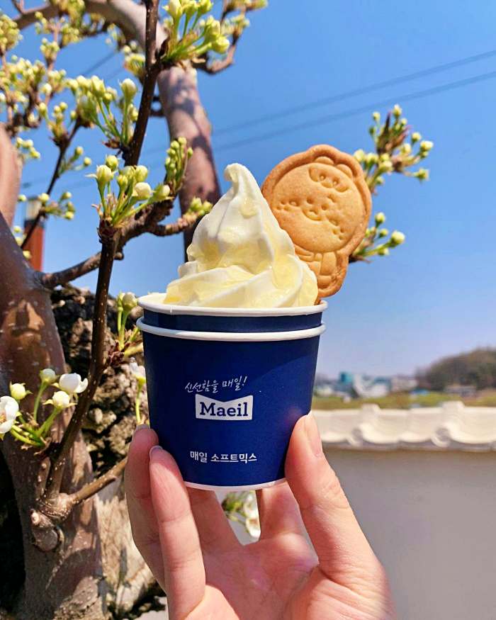 생방송 오늘저녁 경기 안성 배 과수원 피크닉 카페 배꽃 에이드 맛집