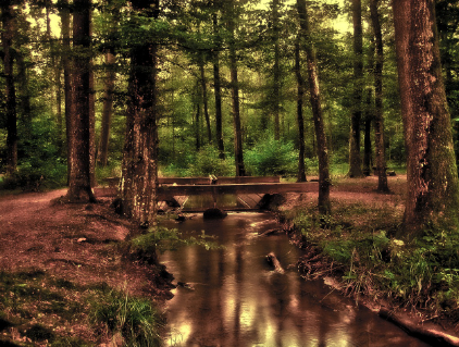 웰니스 라이프스타일: 요가, 명상, 건강한 식습관