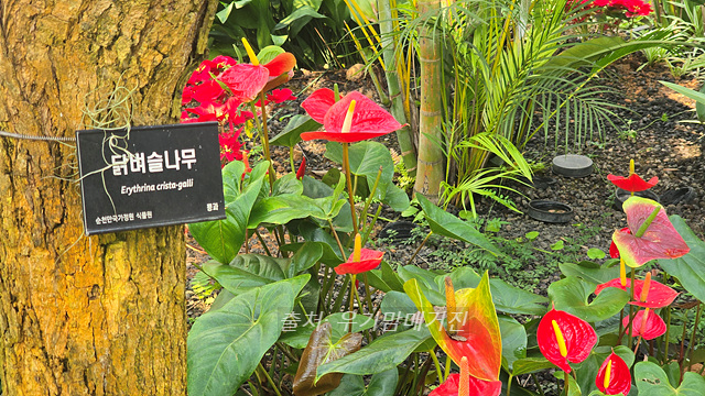 24년 순천만 국가정원 식물원 동문 순천여행