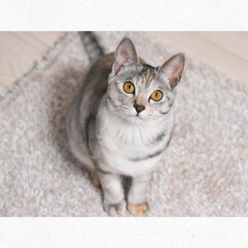 단순한 선으로 표현된 고양이 스케치