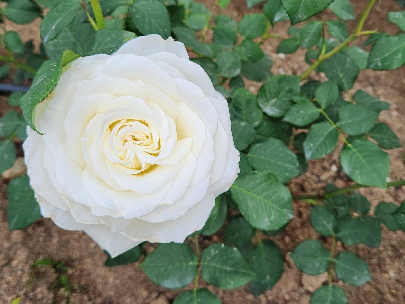 장미 티네케 Tineke