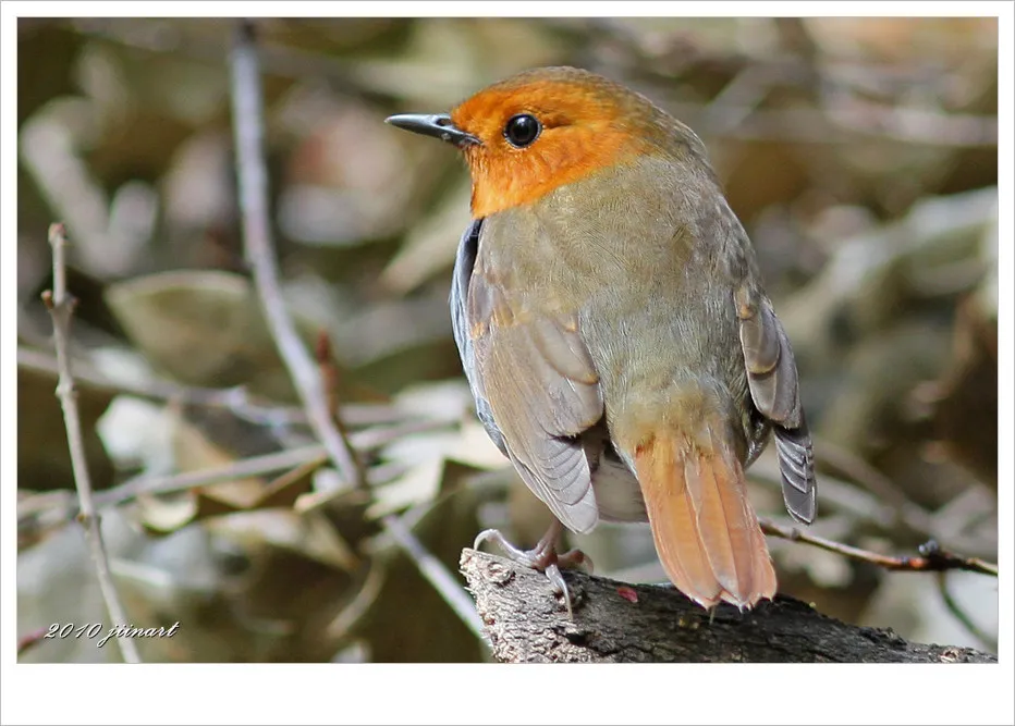 붉은가슴울새 영국 겨울 새 특징 매력 이미지_5