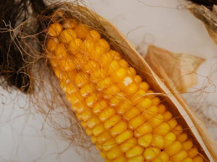 옥수수
