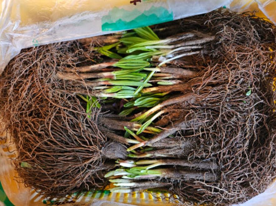 생생정보 산마늘수확의달인이 캔 산마늘