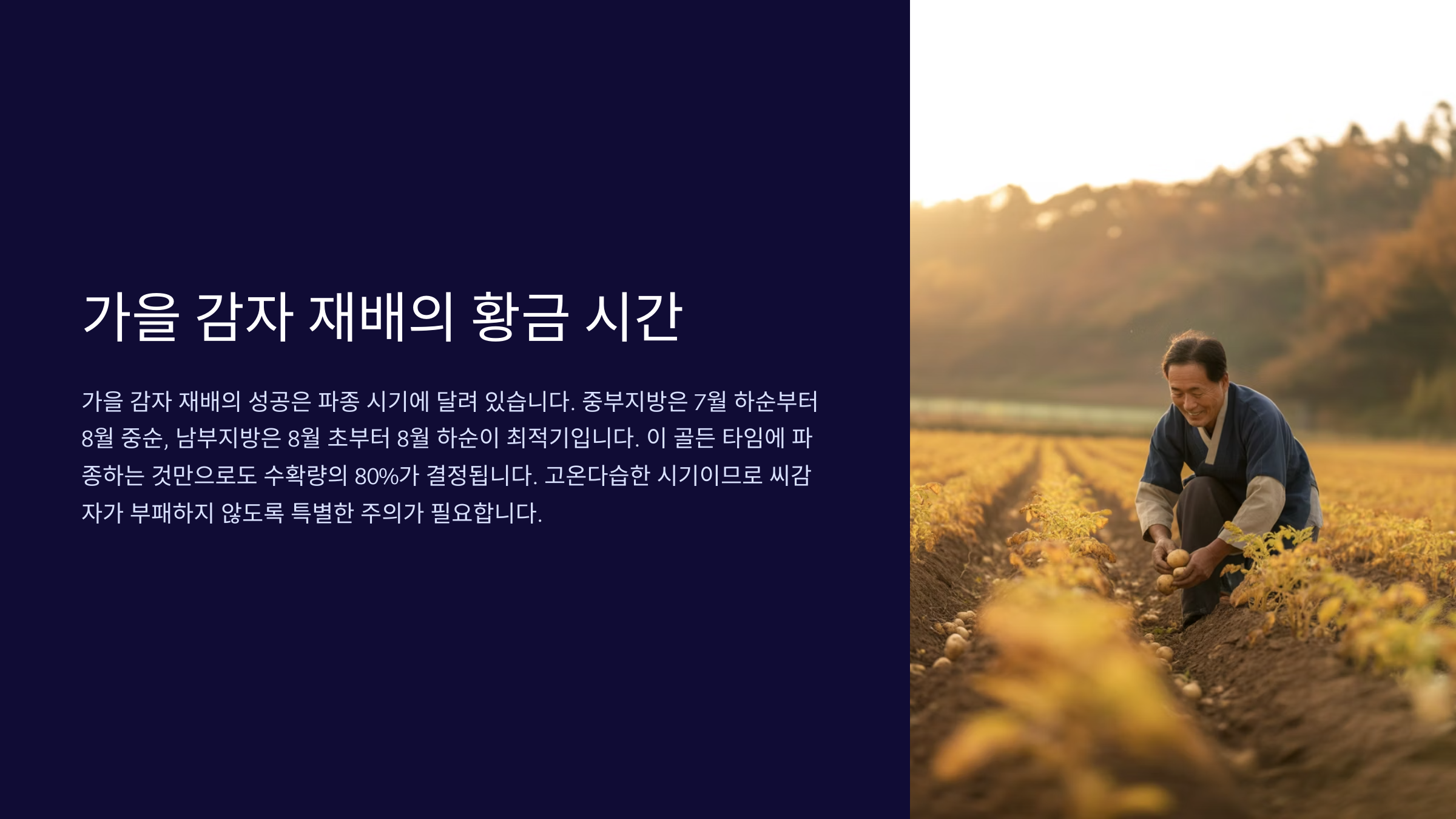 가을 감자 파종의 '골든 타임' ⏰
