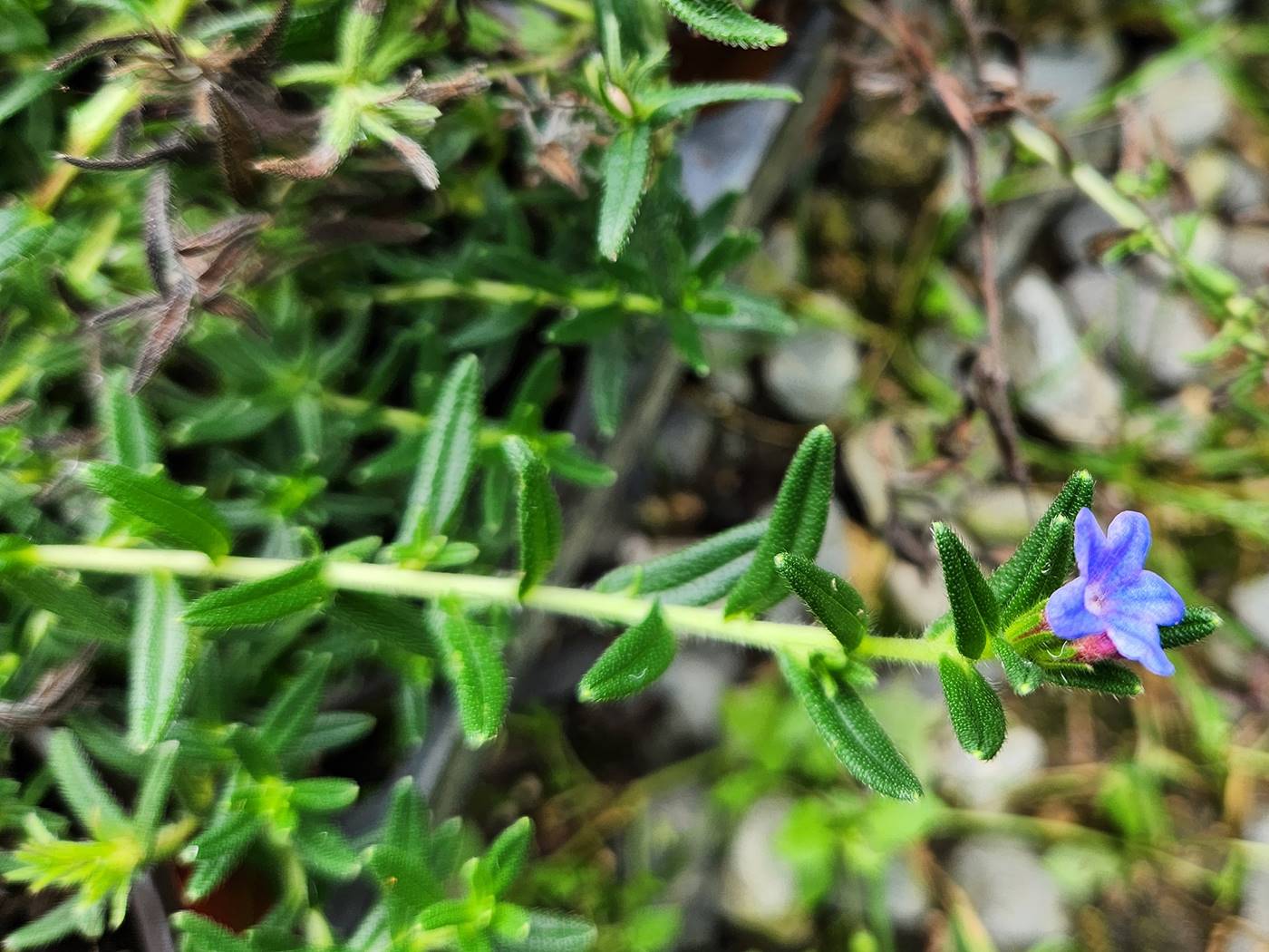 리소도라(이사도라) Lithodora