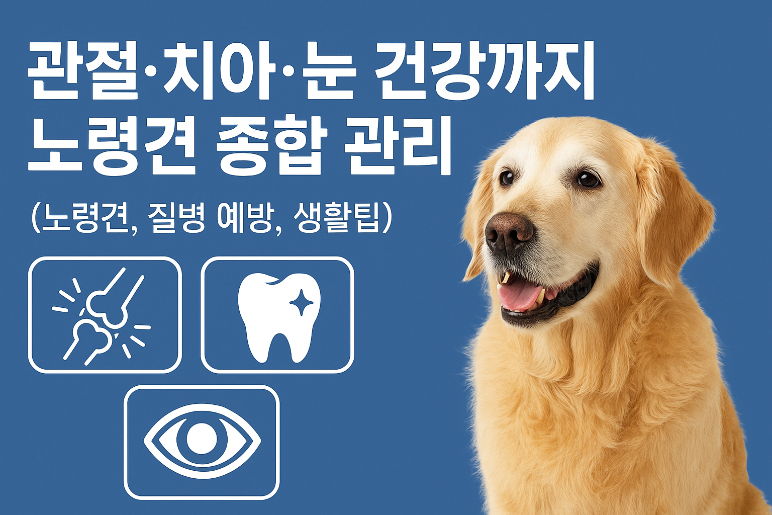 노령견 종합 관리 법 이미지