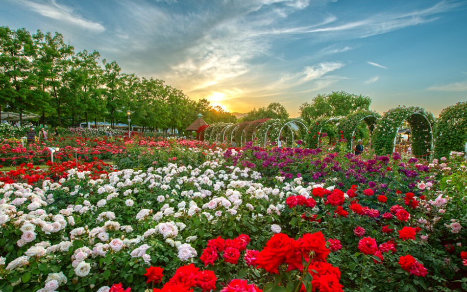 곡성 섬진강기차마을 장미공원 장미