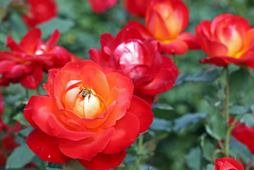 서울대공원 장미원축제 기간, 입장료, 주차 총정리
